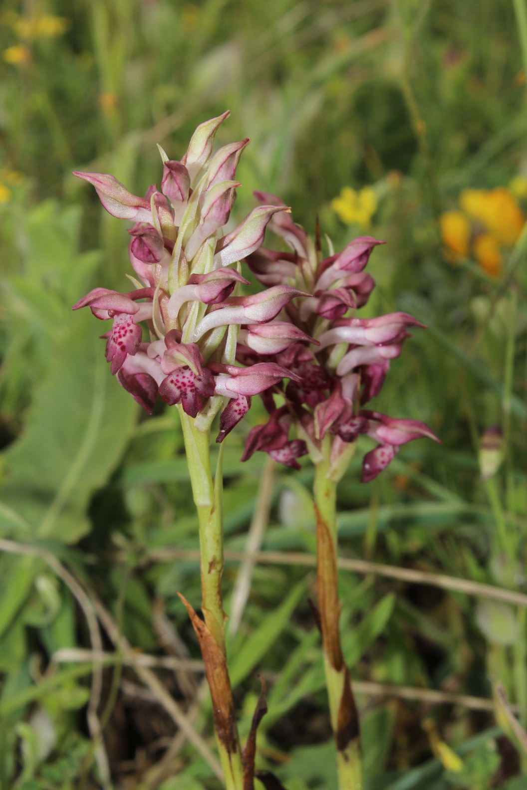 Orchidee dal promontorio del Gargano